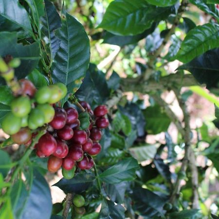 Finca Cafetera El Coral Хардин Экстерьер фото